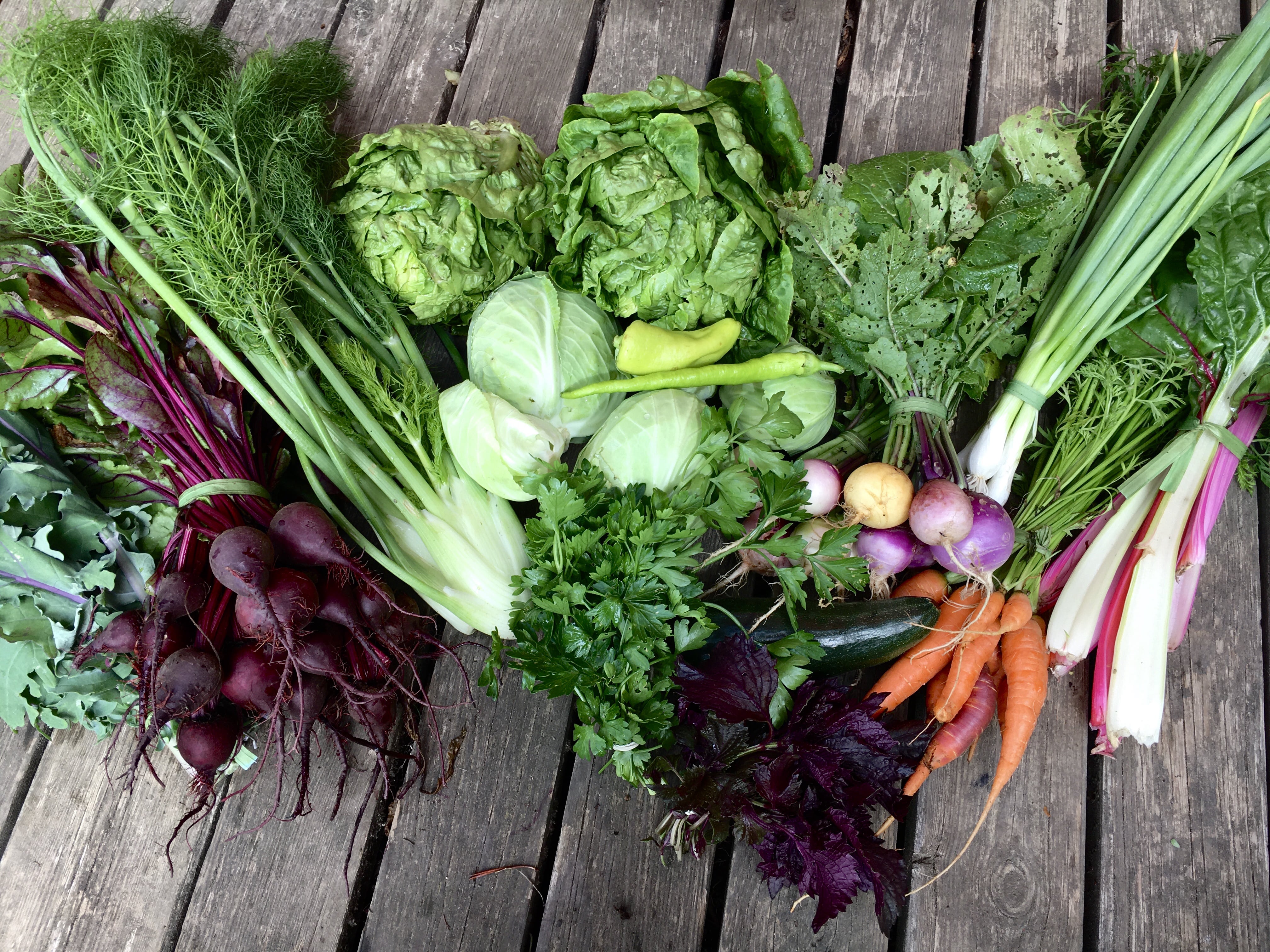 Wilde Möhre - Gemüse