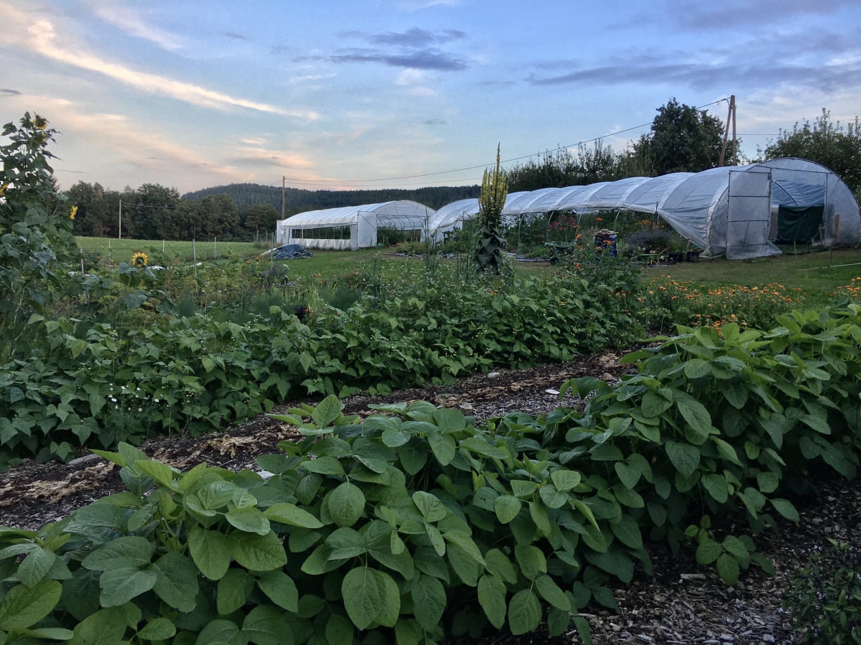 Wilde Möhre Frühlings-Info-Treffen